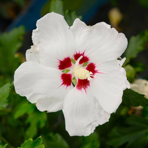 Garten-Hibiskus, Hibiscus syriacus 'Red Heart', weiß, Topf 5 Liter