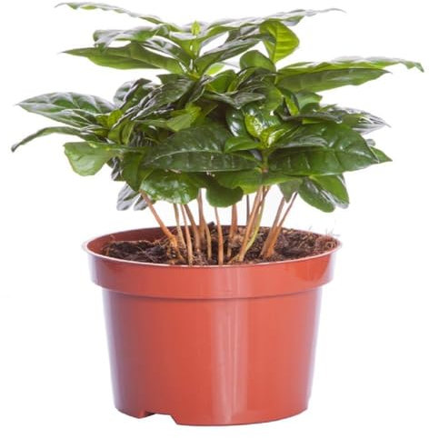 Buy4seeds Coffea Arabica nanum 15 Seeds - Coffee Plant Easy to Grow