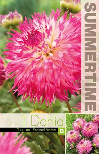 AGRONOM | DAHLIEN - PINELANDS PRIN | Mehrjährige Blumenzwiebeln | Rosa Blumen | Werden in Blumengärten, Töpfen angebaut, in blühenden Rasenflächen | 1 Blumenzwiebel