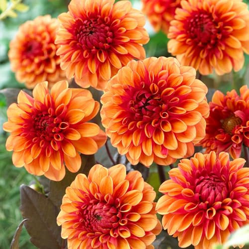3 x Dahlia ' David Howard ' Class 1 Tubers - Orange Flowers & Bronze Dark Leaf Foliage - The Great British Bulb Company