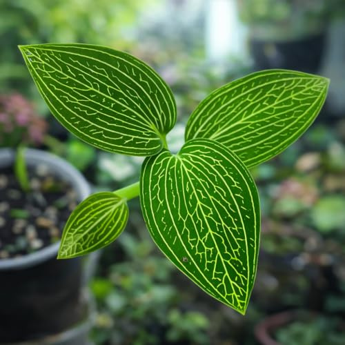 Ludisia discolor Alba, Weiße Juwel-Orchidee – Jungpflanze 5cm Topf | Hellgrünes Laub | Silbrig Schimmerndes Adernetz | Seltene Alba Form | Terrarium | Einfach Zu Kultivieren