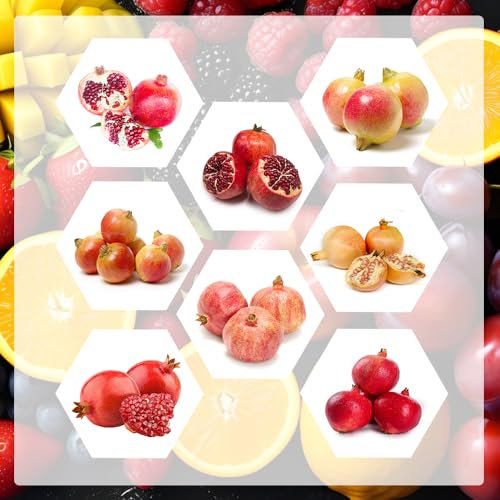 semi resistenti di melograno nano - semi di alberi frutti esotici pianta melograno frutta fresca per aiuole rialzate piante da giardino roccioso resistenti piante rampicanti al 250pcs