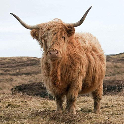 CSP Highland Cow greeting card with sound inside,Multi colour,15cm x 15cm x 0.2cm