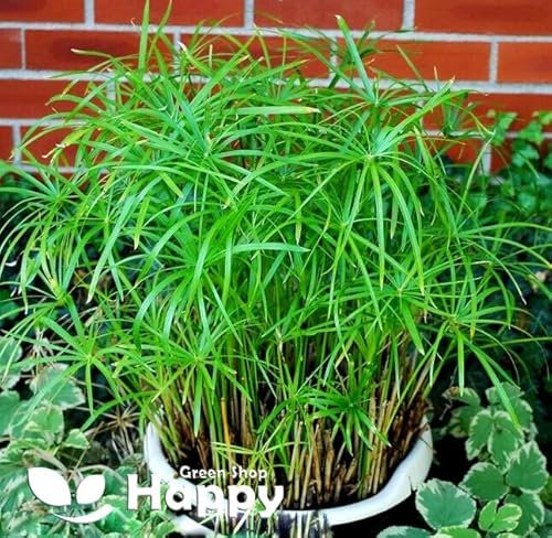 Umbrella Plant 200 Seeds + Plant tag + Freebie - Pot Palm - Cyperus Alternifolius nanum