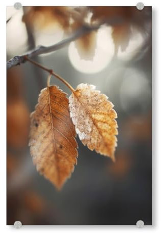 artboxONE Acrylglasbild 45x30 cm Natur Herbst Impression Bild hinter Acrylglas - Bild Natur Detail Fotografie