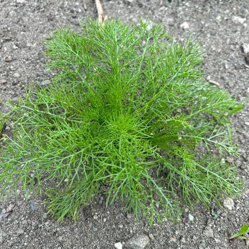 300 pcs Fenchel Saatgut - Fenchelsamen - bio gemüse, pflanzen samen Fenchelsamen Bio - samen gemüse alte sorten, balkonpflanzen winterhart Wintergemüse Hydrokultur Steingartenpflanzen