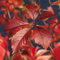 GreenboutiQ - Wilde Wein - Parthenocissus Engelmannii - Blatt Grün später Rot - Wenig Pflege - 2 Pflanzen - Topf 11cm Höhe 40cm