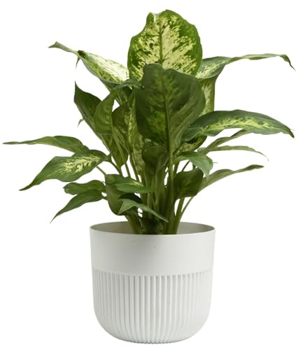 B2C Matt Ribbed Flower Pot – Modern Plastic Planter for Indoor & Outdoor Plants, Herbs & Succulents – Lightweight, Durable, Easy-Clean Design – Multiple Sizes & Colours (White, 13cm)