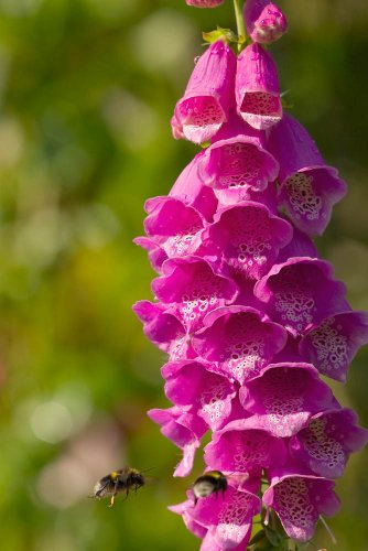 Just Seed - British Wild Flower - Common Foxglove - Digitalis purpurea - 3000 Seed