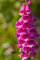 Just Seed - British Wild Flower - Common Foxglove - Digitalis purpurea - 3000 Seed