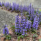 150 pcs Kriechender Günsel Samen bodendecker winterhart mehrjährig Ajuga reptans Samen bodendecker winterhart mehrjährig gartenblumen blumensamen bodendecker winterhart bienenwiese