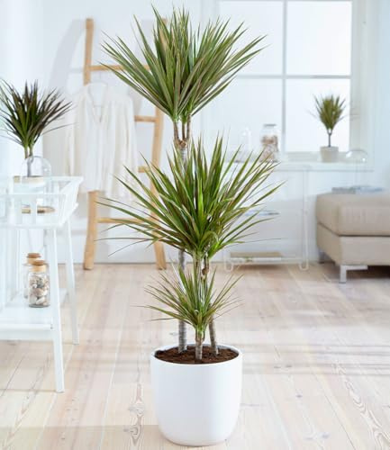 BALDUR Garten 1x Drachenbaum Dracaena 'Bicolor', Pflanze im 25 cm-Topf, ca 120 cm hoch, attraktive zweifarbige Blätter, dekorativer Blickfang für Wohnung & Büro, pflegeleichte Zimmerpflanze