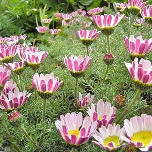 12 unità Anacyclus Pyrethrum Depressus - Camomilla Marocchina Vaso 9x9cm ±1 m² - Fiori Bianchi, Perfetta per Giardini Rocciosi e Aiuole