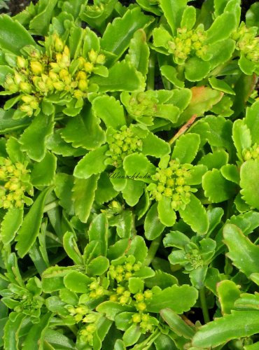 Staudenkulturen Wauschkuhn Sedum hybridum 'Immergrünchen' - Fetthenne - Staude im 9cm Topf