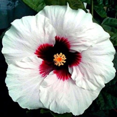 10 Seltener weißer Roter Hibiskus Samen Riesen-Blüten Tropical Garden Exotische Hardy