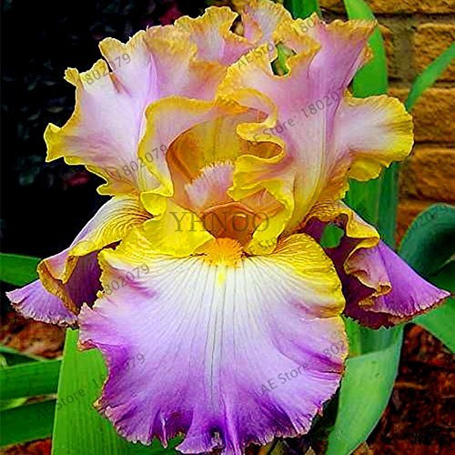 Semi idroponici di Roter Granat6,600 Semi Dalla Thailand