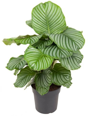 Calathea 'Orbifolia' XXL - Rundlaubige Korbmaranthe- luftreinigende Zimmerpflanze