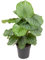 Calathea 'Orbifolia' XXL - Rundlaubige Korbmaranthe- luftreinigende Zimmerpflanze