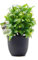 OFFIDIX Mini Plastic Eucalyptus Artificial Plants with Vase for Office desk, home and friends’ gift Fake Plant with Plastic Pots for Home Decoration (Green)