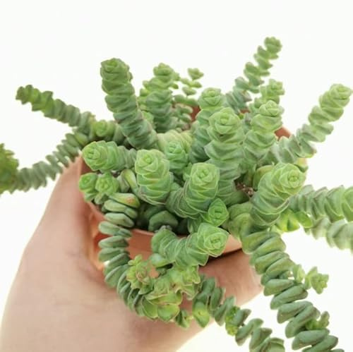DECOALIVE Collar de Jade Planta Suculenta Natural, 8435712004534
