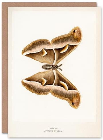 Artery8 Sherman Denton Art Card Ailanthus Silk Moth Vintage Illustration