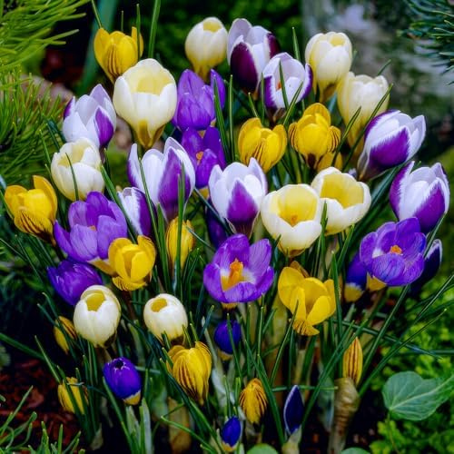 FLORIUM Riesen Krokusse Zwiebeln Botanische Blüten – Winterhart, Mehrjährig | 50 große Krokuszwiebeln, Botanische Blüten, 5 Sorten, winterhart und mehrjährig, aus Holland, für Garten und Topf