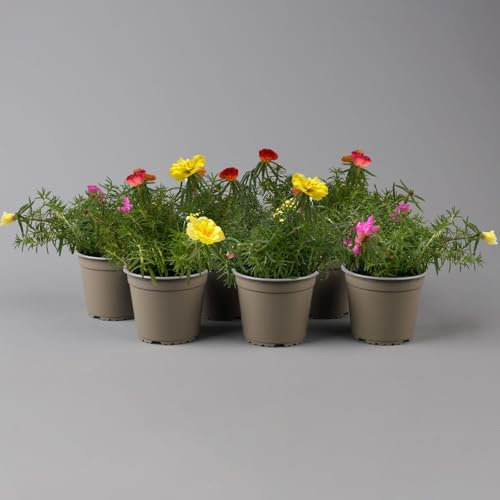 Portulakröschen bunt, aufrecht, Topf-Ø 13 cm, 6 Pflanzen