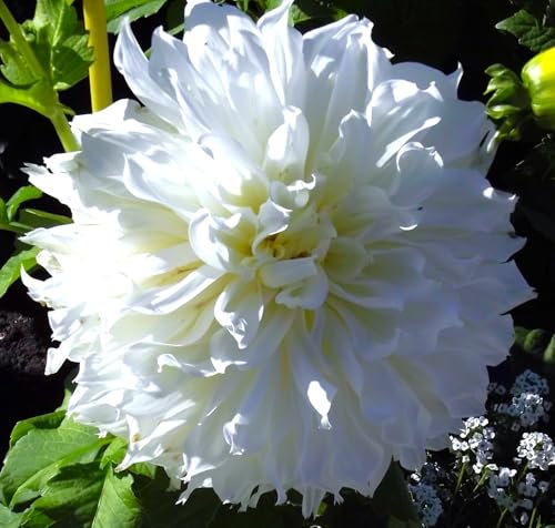 Dahlienknolle : Dahlia - Deko Dahlien Fleurel 1 Knolle/Rhizom