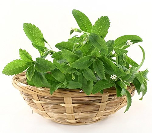 Stevia Samen - Stevia rebaudiana