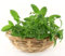 Stevia Samen - Stevia rebaudiana