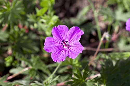 Storchschnabel 'Tiny Monster' im Topf Geranium sanguineum Bodendecker | Wuchshöhe 30-40 cm, purpurrosa Blüten Juni bis August, sonnig bis halbschattig, Steingarten und Staudenbeet