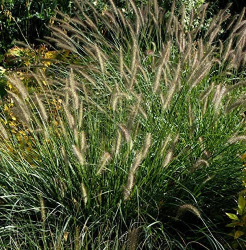 Australisches Lampenputzergras - Pennisetum alopecuroides - Gartenpflanze