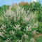 Vitex agnus-castus latifolia alba 40-60 cm - Mönchspfeffer, weiße Blüten, Blütezeit Juli-September, bienenfreundlich, ideal für Rabatten, pflegeleicht