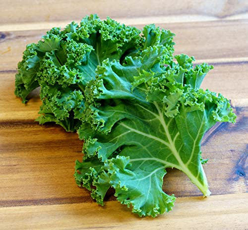 Zwerg-Grünkohl Dwarf Siberian - Kale - 250 Samen