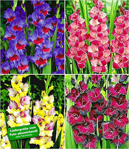 BALDUR Garten Riesen-Gladiolen-Kollektion, 40 Zwiebeln Gladiolus Mischung Zigeunerbaron, Invitation, Mon Amour, Schönheit der Nacht