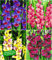 BALDUR Garten Riesen-Gladiolen-Kollektion, 40 Zwiebeln Gladiolus Mischung Zigeunerbaron, Invitation, Mon Amour, Schönheit der Nacht