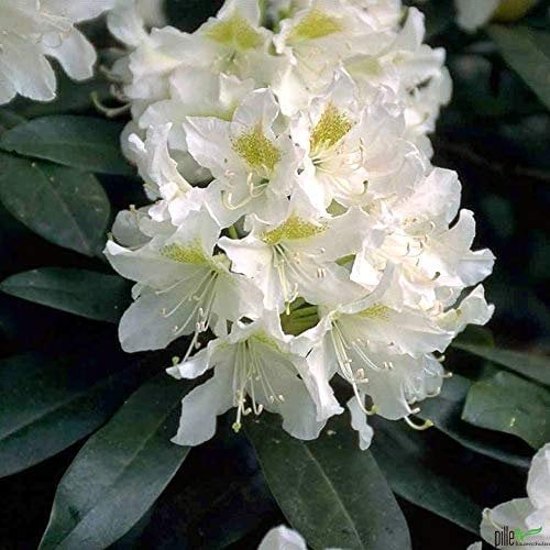Rhododendron Hybride 30-40 cm Alpenrose Frühlingsblüher verschiedene Sorten (Cunningham's White)