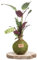 Kokedama Calathea Natural - Kokedama Interior | Bola de Musgo Vivo | Planta Natural | Planta Interior | Decoración Hogar | Fácil Cuidado y Mantenimiento