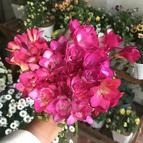 2 Pcs freesien zwiebeln kaufen, deko wohnzimmer, blumenzwiebeln frühblüher freesien im topf, echte pflanzen für drinnen, gartendeko für draußen deko blumen, winterharte kübelpflanzen