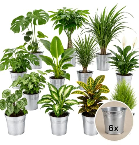 Pflanze Plus | Set sorpresa de plantas de interior | Lote de 6 plantas con maceta de zinc | Planta de interior fácil de cuidar