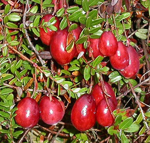 Cranberry Moosbeere Stevens sehr kräftige gesunde Pflanze im 3 Liter Topf