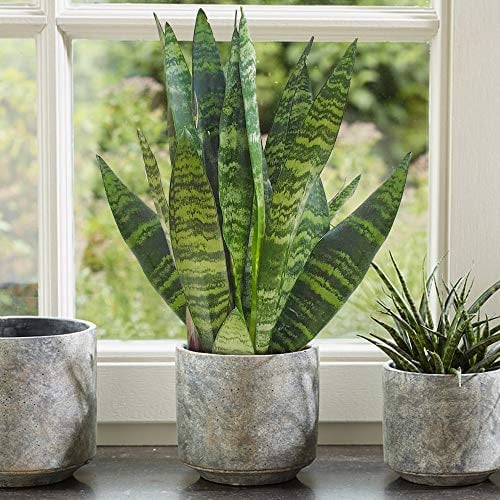 1 x Sansevieria Black Coral - Pianta Serpente | Casa o Ufficio Pianta da 30-40 cm