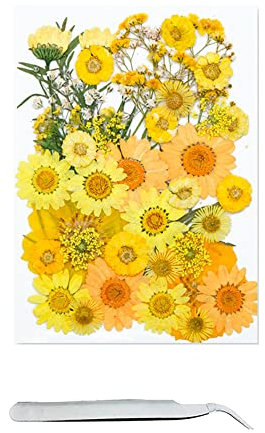 Cayway 40 Stück Natürlich Getrocknete Blumen Gepresste Blumen Zum Basteln Blüten mit Pinzette für Harz Handwerk Nail Art Kerze Schmuck Geschenk Machen Zuhause DIY Malerei Fotoalbum Dekor
