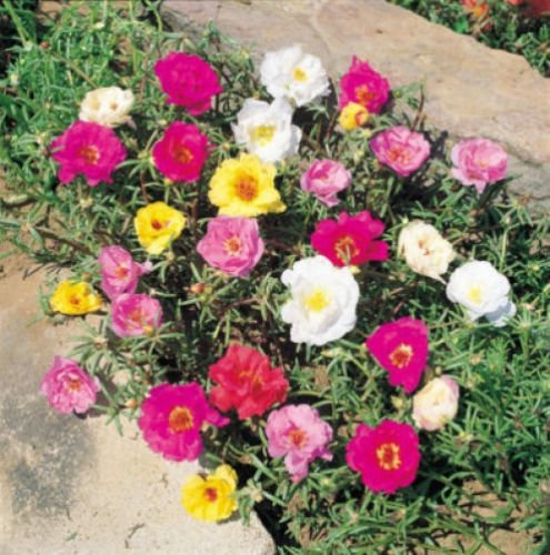 PORTULACA MOSS ROSE Mischfarben Blumensamen