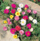 PORTULACA MOSS ROSE Mischfarben Blumensamen