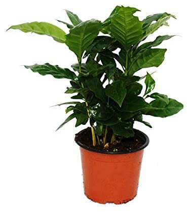 - Planta de café (coffea arabica) 1 planta - Planta de habitación
