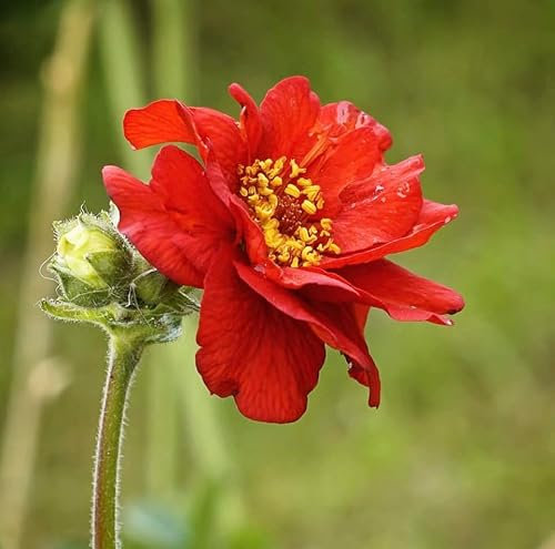Geum Mrs J Bradshaw, Plug Plants, Scarlet Red, Wildlife Friendly, Cottage Garden, Cut Flowers (3)