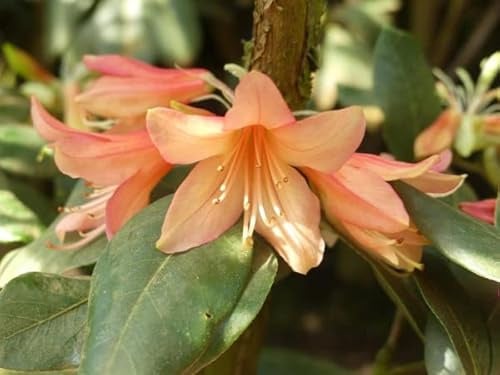 Alpenrose Biskra - Rhododendron cinnabarinum Biskra 30-40cm