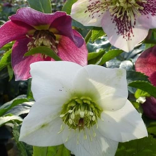 6x Christrose mixte - Helleborus orientalis gemengd - Kleincontainer 9x9cm