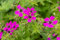 Geranium psilostemon - Armenischer Storchschnabel, leuchtend pinke Blüten, Blütezeit Juni-August, ideal für Rabatten, pflegeleicht und winterhart